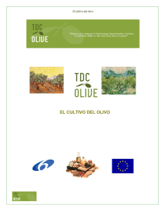 el cultivo del olivo - Olearum. Cultura y patrimonio del aceite