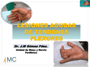 lesiones agudas de tendones flexores