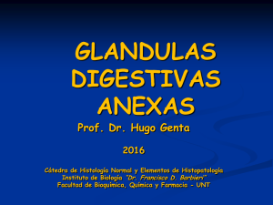 Clase Glándulas Anexas