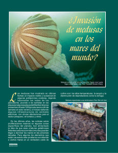 ¿Invasión de medusas en los mares del mundo?
