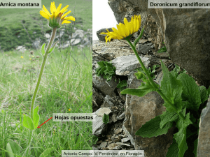 Hojas opuestas Arnica montana Doronicum grandiflorum