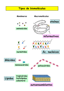 Tipos de biomoléculas Glúcidos Lípidos Proteínas Ác. nucleicos