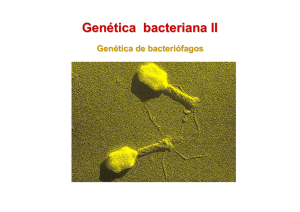 CLASE 12. Tema III. Genetica bacteriana