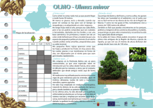 OLMO -Ulmus minor OLMO