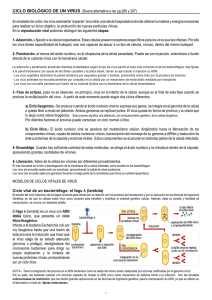 CICLO BIOLÓGICO DE UN VIRUS (Buena alternativa a las pg.286 y