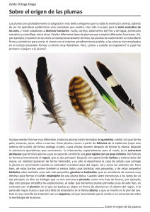 Sobre el origen de las plumas
