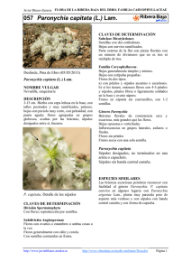 057.Paronychia capitata - Comarca Ribera Baja del Ebro
