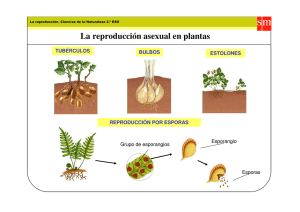La reproducción asexual en plantas