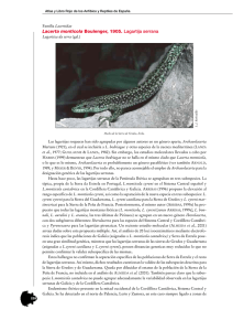 Lacerta monticola Boulenger, 1905. Lagartija serrana