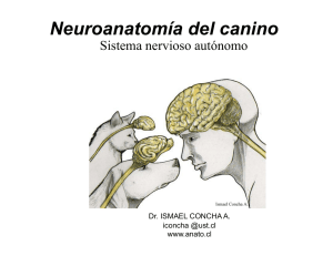 Neuroanatomía del canino