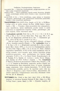 TRACHYSPHENIA Petit [1877] Diat. Carnpb. et N. Zel. p. 32 (Etyin