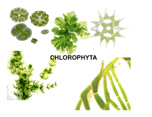 Clorofita