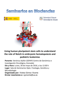 Using human pluripotent stem cells to understand the role of Notch