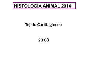 T5 Cartilaginoso