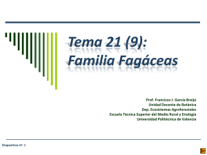 Familia Fagáceas - Escuela Técnica superior de Ingeniería