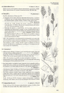 14. Sclerochloa Beauv. S. dura (L.) Beauv. Teróf, 3-15cm. V