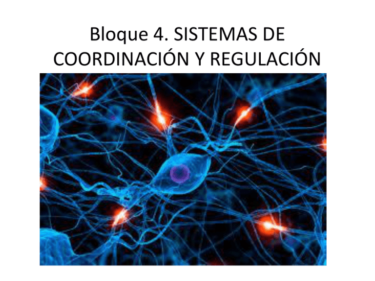 Bloque 4. SISTEMAS DE COORDINACIÓN Y REGULACIÓN