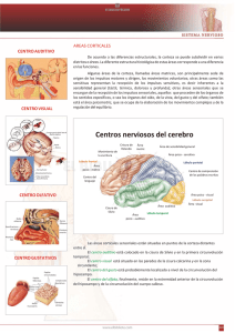 Centros nerviosos del cerebro