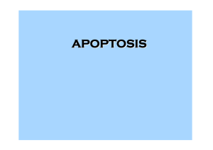 Apoptosis