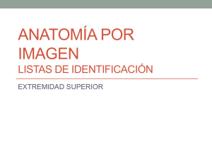 Anatomía por Imagen - Facultad de Medicina de la UANL