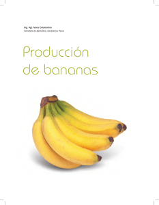Producción de bananas - Alimentos Argentinos
