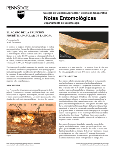 PDF En Español el Acaro de la Erupción Prurítica Papular de la Hoja