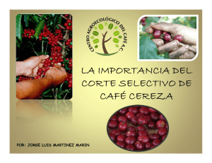 corte selectivo de cafe cereza - Centro Agroecológico del Café, A.C.
