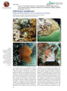 esponjas marinas - Biodiversidad Mexicana