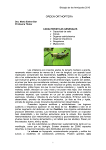 ORDEN ORTHOPTERA