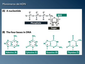 Monómeros del ADN