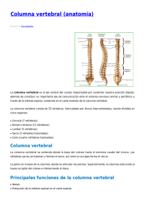 Columna vertebral (anatomía)
