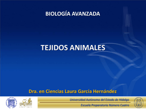 Tejidos Animales - Universidad Autónoma del Estado de Hidalgo
