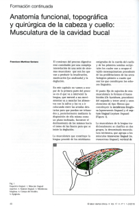 Musculatura de la cavidad bucal