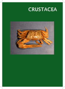 crustacea - Ministério do Meio Ambiente