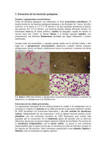 tema 1. Estructura de las bacterias patógenas