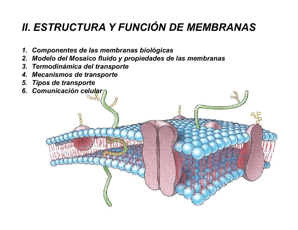 Ii Estructura Y FunciÓn De Membranas