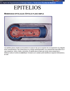membranas epiteliales - Departamento de Biología Celular y Tisular