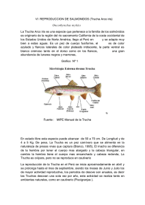 VI REPRODUCCION DE SALMONIDOS (Trucha Arco iris) La Trucha