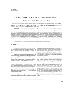 Circuito Venoso Cervical de la Llama (Lama glama)