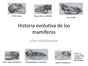 Historia evolutiva mamiferos