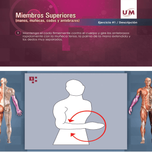 Page 1 . Miembros Superiores manos, muñecas, codos y