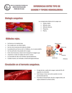 Los componentes básicos de la sangre son: • Células madre