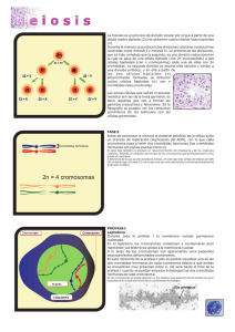 Meiosis en PDF - Materiales TIC de Lourdes Luengo