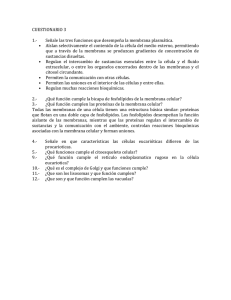 Señale las tres funciones que desempeña la membrana plasmática