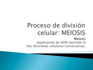 Meiosis duplicación de ADN (período S) dos divisiones celulares