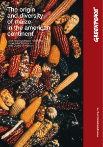 The origin and diversity of maize in the american