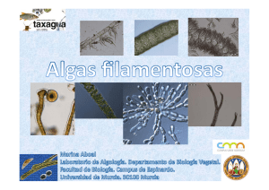 Algas filamentosas. Marina Aboal (Universidad de Murcia).