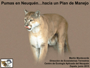 Pumas en Neuquén…hacia un Plan de Manejo