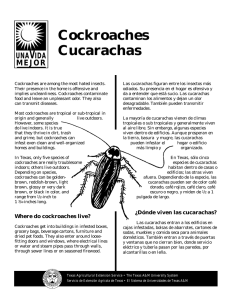Cockroaches - Cucarachas