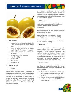 1 1. DESCRIPCIÓN • Fruto en forma de baya globosa
